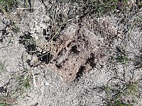 Mulchen ist nicht an jedem Standort geeignet. Bei zu feuchtem Boden bleibt die Streu zu lange liegen - Foto J. Simmel