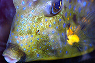 Close-up of a boxfish