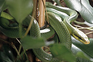 Serpent ratier vert
