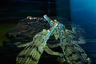 Im Themenbereich Fortbewegung tummeln sich in einem Groß-Paludarium Australische Süßwasserkrokodile, Fische und Wasserschildkröten.