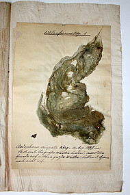 Beleg der Grünalge <i>Cladophora crispata</i> von 1897