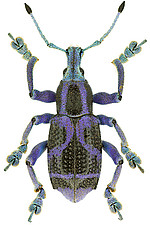 <i>Eupholus circulifer</i>, a recently discovered weevil from New Guinea
