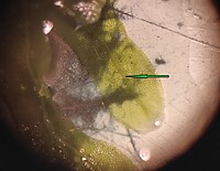 Bild 15: Der Pfeil weist auf den Zentralstrang, den thallose Lebermoose besitzen. Dieser verläuft durch den gesamten Thallus - Foto von N. Wehner