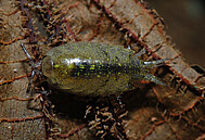 Tropische Assel (Amphipoda)