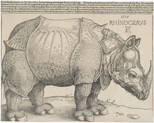 Rhinocerus, Albrecht Dürer, 1515