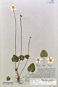 Herbarium voucher of bog-star, <i>Parnassia palustris</i>