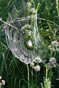 Spinnennetz frühmorgens mit Tau