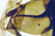 Subfossil moss (Meesia triquetra)