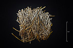Echte Rentierflechte (Cladonia rangiferina) 