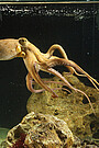 An intelligent mollusc – the common octopus