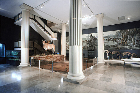 A view of the permanent exhibition "Fossils found in southern Baden"