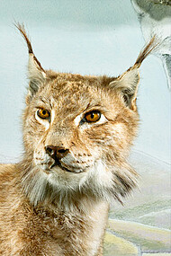 The lynx, stealthily creeping