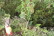 Eine hinduistische Statue am Rand des Regenwalds