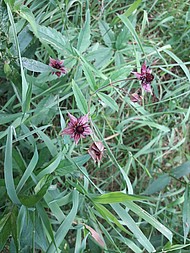 <i>Comarum palustre</i> with blood-red flowers
