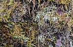 Bild 1: Die Trompetenflechte (Cladonia fimbriata) bildet liegende und aufrechte Teile aus. Die Stiele enden in Bechern/Trichtern. Um die Flechte herum wachsen Moose - Foto von N. Wehner 