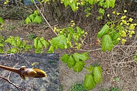 Im Frühling sprießen aus den Knospen der Bäume und Sträucher Blüten und Blätter. Hier im Bild eine Knospe eines Spitzahorns. Hierzu erschien der Artikel: Frühling, Austrieb der Knospen - Foto N. Wehner