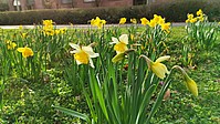 Bild 1: Mehrere Gelbe Narzissen (Narcissus pseudonarcissus) blühen vor dem Museum im April. Die Blüten können sowohl weiß als auch gelb sein - Foto N. Wehner