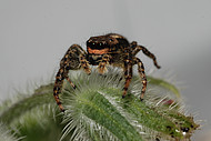 Rinden-Springspinne Marpissa muscosa (Foto: H.Höfer)