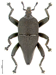 T. caudatus aus Neu Kaledonien