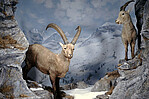 Alpine ibex