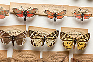 Schmetterlings-Belege von C. C. Gmelin (1785-1837)