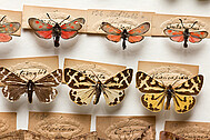 Historic specimens of C. C. Gmelin (1785-1837)