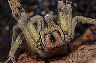 Phoneutria boliviensis Foto: H. Höfer