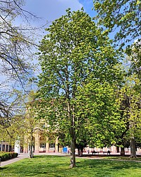 Bild 3: 20.04.2021 - Weitere sechs Tage später sind die meisten Blätter entfaltet. Weitere Blätter sprießen aus Blattknospen - Foto N. Wehner