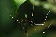 Tropische grüne Spinne (Pholcidae: Metagonia sp.)