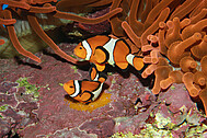 Clown fishes