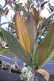 The rust fungus Coleosporium plumeriae, Hawaii