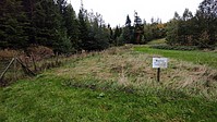 Versuchsfläche Plättig im Schwarzwald. Mulchen alle 2 Jahre Spätsommer. Rechts daneben sieht man die Parzelle, wo 2-mal im Jahr gemulcht wird. Dementsprechend ist die Vegetation niedriger. Die Fläche ist wegen Wildverbiss eingezäunt - Foto N. Wehner