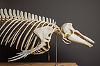 Skelett eines Schweinswals