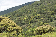 Bergregenwald im Daintree Nationalpark