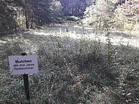 Nach fast 3 Jahren bildeten sich schon erste verholtze Triebe. Die größeren Triebe gehören zu Schlehe und Rose - Foto J. Simmel