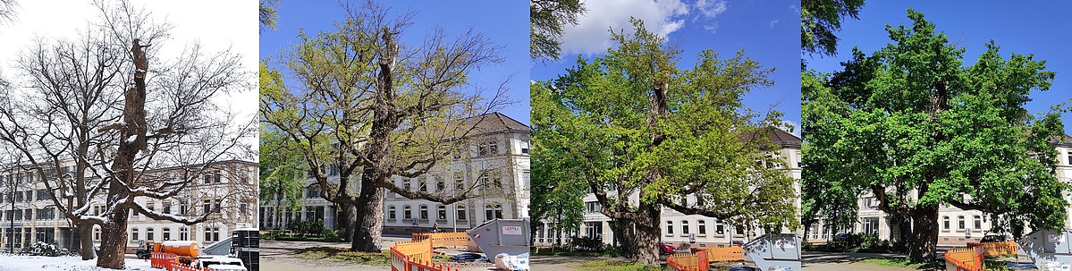 Der Jahresaustrieb der Heldbockeiche im Nymphengarten im Jahr 2021. Februar - April - Mai - Juni; Foto von N. Wehner