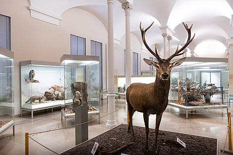 Blick in die Dauerausstellung "Heimische Natur" mit dem majestätischen Rothirsch