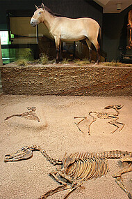 Reconstruction of the excavation of the Hipparion, a three-toed horse