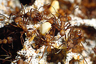 Leafcutter ants in fungus garden