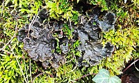 Bild 1: Bei der Graubraunen Hundsflechte (Peltigera membranacea) sieht man deutlich die gelappte Form des Thallus. Die Lappen stehen frei vom Untergrund weg. Sie wächst in dem Bild zwischen verschiedenen Moosarten an Totholz - Foto von N. Wehner