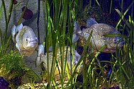 Piranhas