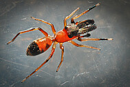 Ameisen-Springspinne, Spinne des Jahres 2019