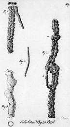Zeichnung mehrerer Blitzröhren (Karl Gustav Fiedler, 1817)