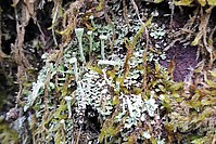 Bild 3: Becherflechte aus der Gruppe Cladonia fimbriata. Sie wird auch Trompetenflechte genannt. Hier wächst sie zwischen vielen Moospflanzen an der Rinde eines Baumes - Foto von N. Wehner