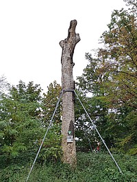 Bild 1: Heldbockeiche nahe Oberwald. Bereits abgestorben und mit einer Konstruktion abgestützt - Foto von N. Wehner