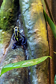 Poison-dart frog