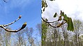 Bild 13: Im linken Bild sind die großen Knospen einer Rosskastanie im Oberwald leicht geöffnet (28.03). Alle Strukturen sind hier verpackt und am 17.04 vollständig herausgeschoben. Die Blätter hängen noch schlaff herunter - Foto N. Wehner