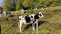 Schwarzbunte Rinder auf einer Bernauer Weide - Foto N. Wehner