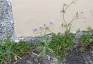 Milk thistle and hedge parsley at a wall