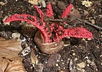 Tintenfischpilz (Clathrus archeri); Quelle: Pixabay